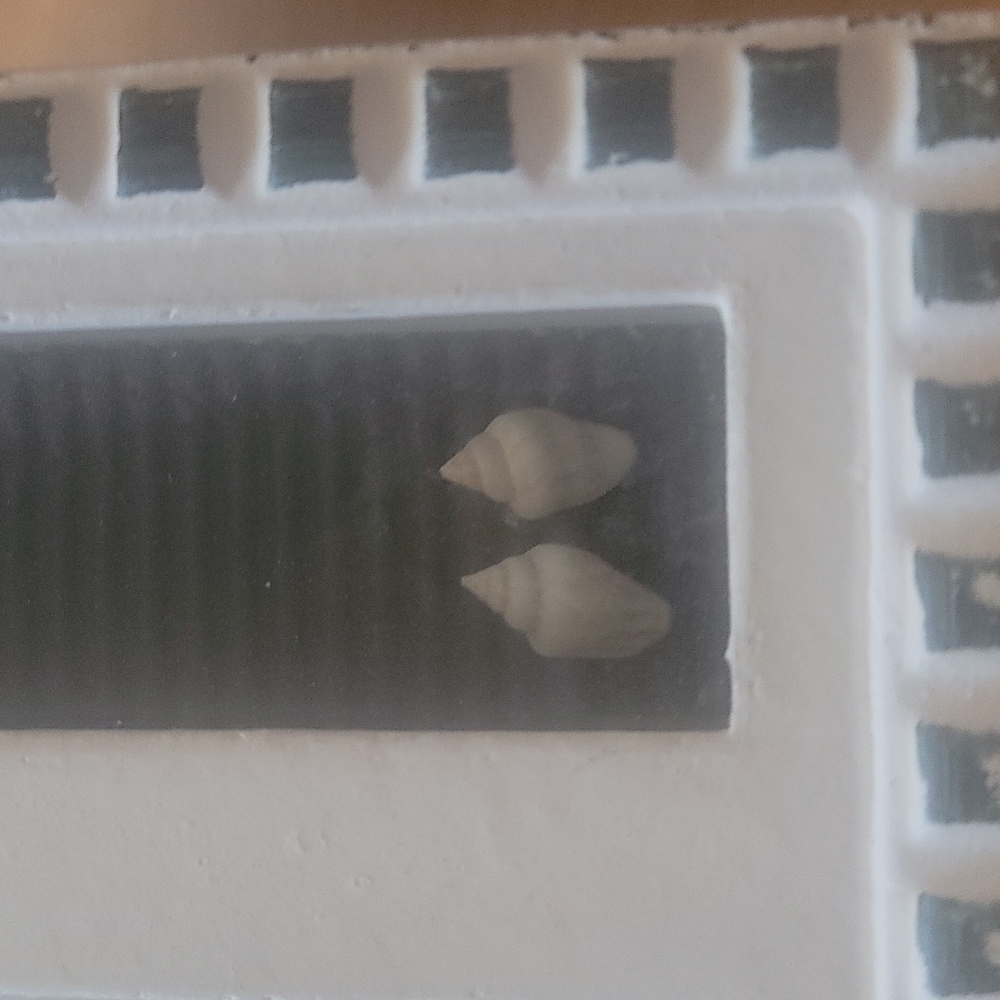 Picture frame with real seashells as accent. - Picture 3 of 6